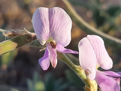 Coursetia tumbezensis