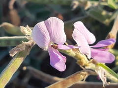 Coursetia tumbezensis