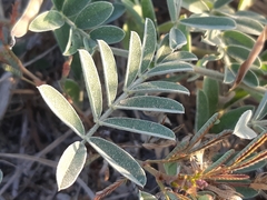 Coursetia tumbezensis