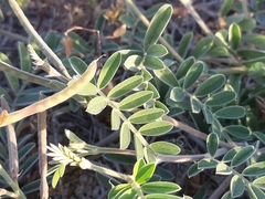 Coursetia tumbezensis