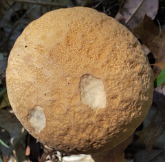 Boletus nobilissimus
