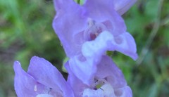 Penstemon fruticosus fruticosus