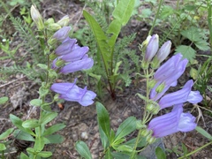 Penstemon fruticosus fruticosus