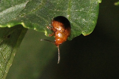 Nisotra bicolorata