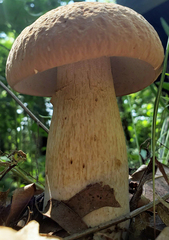 Boletus nobilissimus