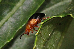Nisotra bicolorata