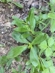 Penstemon fruticosus fruticosus