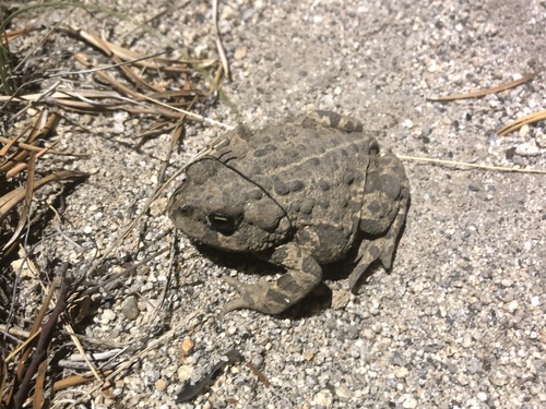 iNaturalist observation photo of Western Toad
