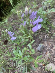 Penstemon fruticosus fruticosus