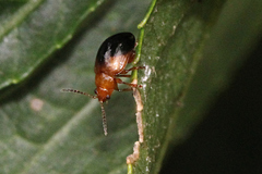 Nisotra bicolorata