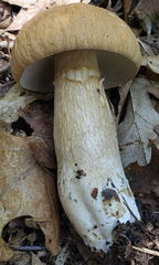 Boletus nobilissimus