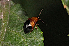 Nisotra bicolorata