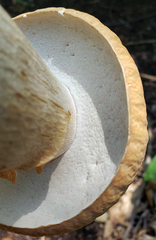 Boletus nobilissimus