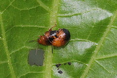 Nisotra bicolorata