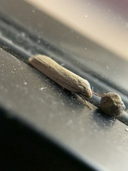 Limnaecia phragmitella