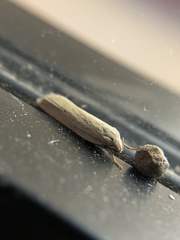 Limnaecia phragmitella