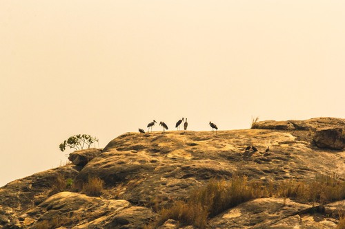 Marabou Stork
