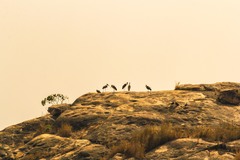 Leptoptilos crumenifer