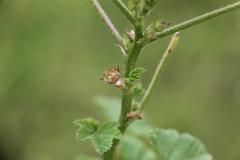 Malva parviflora