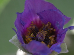 Corynabutilon ceratocarpum