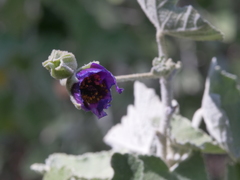 Corynabutilon ceratocarpum
