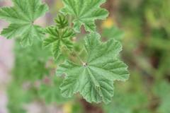 Malva parviflora