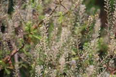 Lepidium