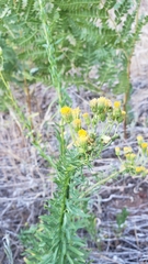 Erigeron inornatus