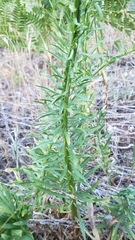 Erigeron inornatus