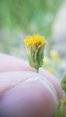 Erigeron inornatus