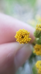 Erigeron inornatus