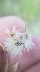 Erigeron inornatus