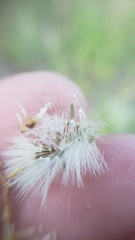 Erigeron inornatus