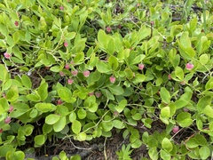 Vaccinium myrtillus