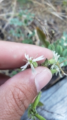 Silene bridgesii
