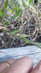 Silene bridgesii