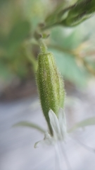 Silene bridgesii