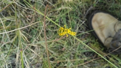 Harpagomantis tricolor