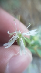 Silene bridgesii