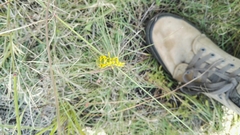Harpagomantis tricolor