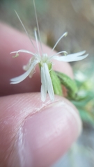 Silene bridgesii
