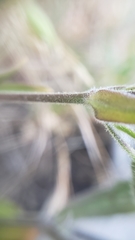 Silene bridgesii