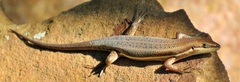 Trachylepis varia