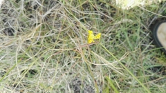 Harpagomantis tricolor
