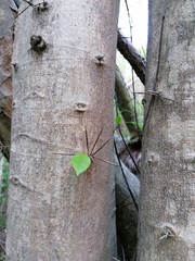 Xylosma flexuosa