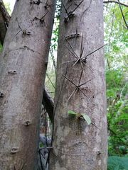 Xylosma flexuosa