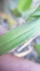 Silene bridgesii