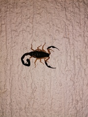 Centruroides fulvipes