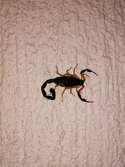 Centruroides fulvipes