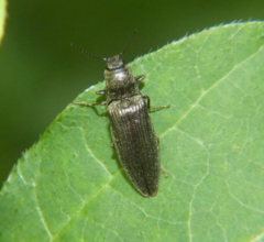 Hadromorphus inflatus